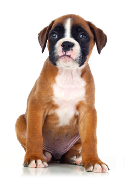 boxer puppy in bay area