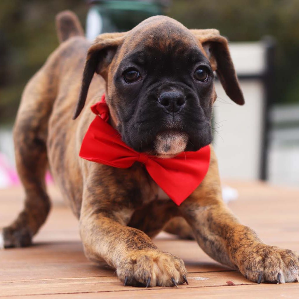 Brindle Female AKC Boxer for sale in the bay area