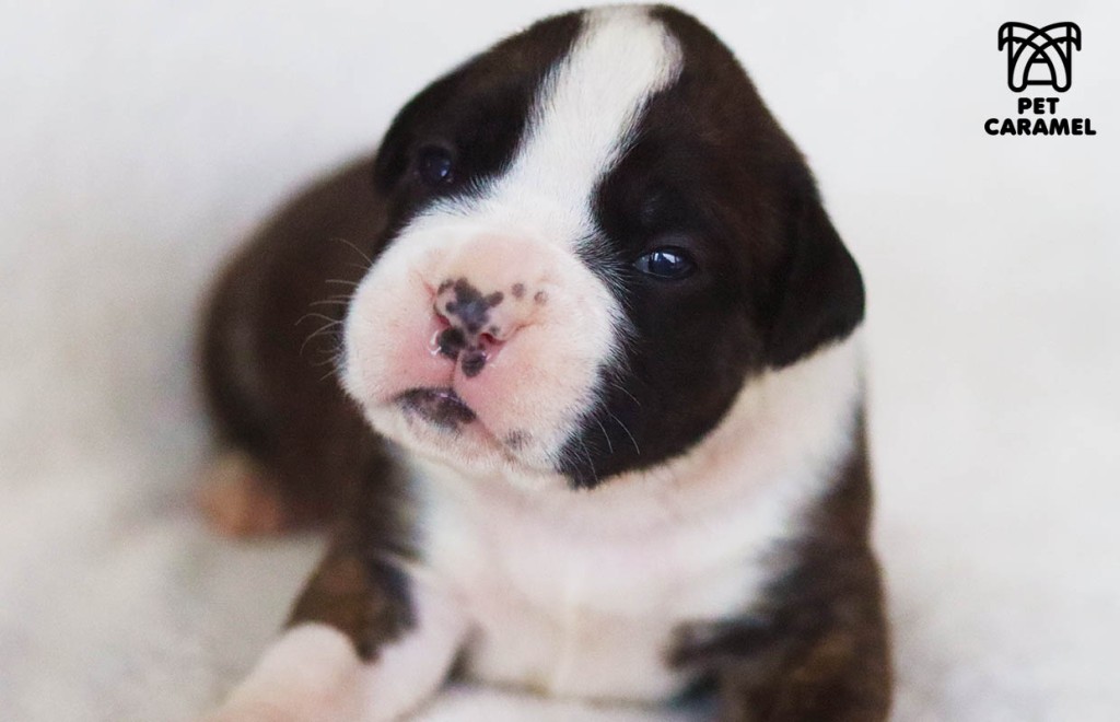 AKC boxer puppies for sale in California